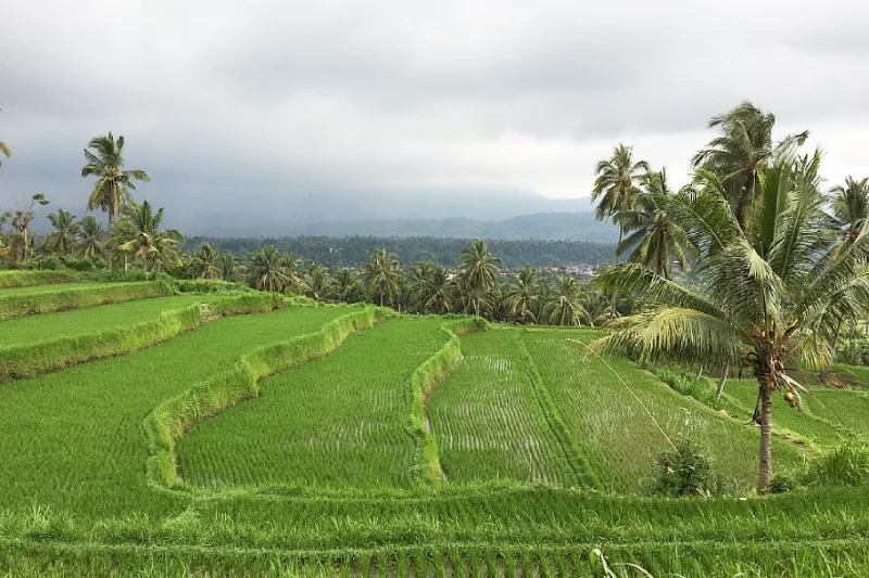 Bali Airport Transfer to Munduk Village
