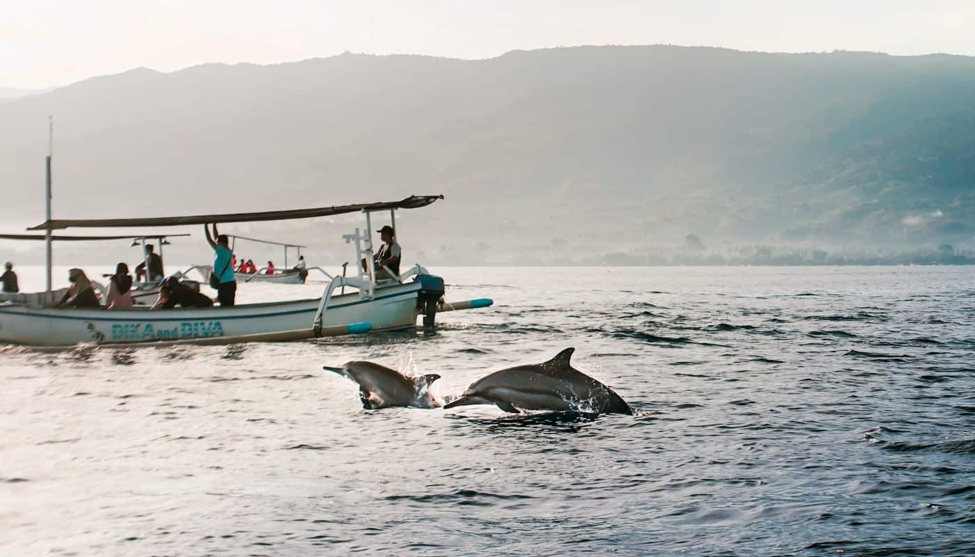 Lovina Dolphin Tour