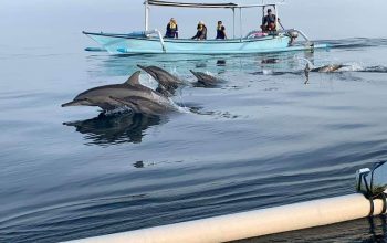 Lovina Dolphin Tour from Canggu