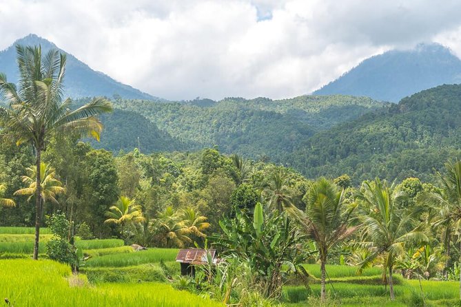 Transport from Canggu to Munduk