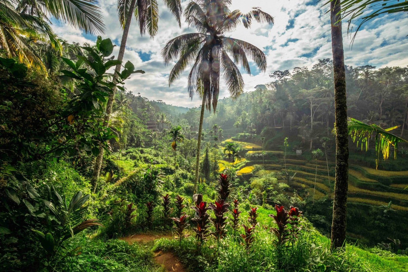 Transfer from Denpasar Airport to Ubud