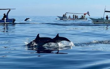 Ubud to Lovina Dolphin Tour