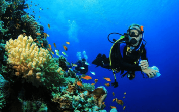 Menjangan Island Diving Tours