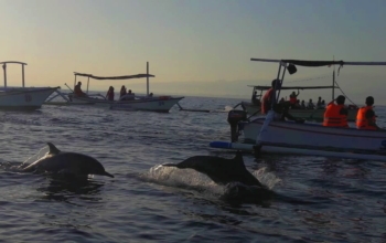 Harga Sewa Perahu di Lovina Bali Untuk Melihat Dolphin