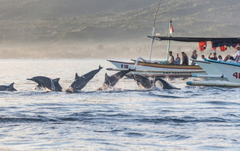 Transportasi dari Seminyak Ke Lovina