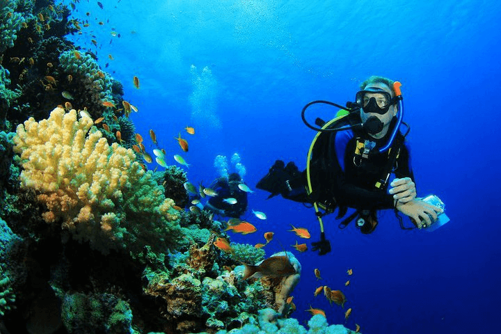 Menjangan Island Diving Tours
