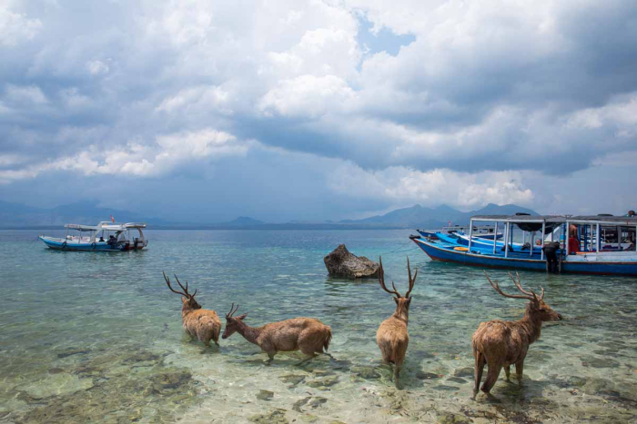 paket tour pulau menjangan