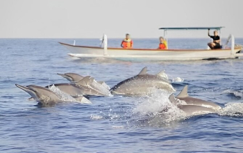 Sewa Mobil dengan Sopir di Lovina