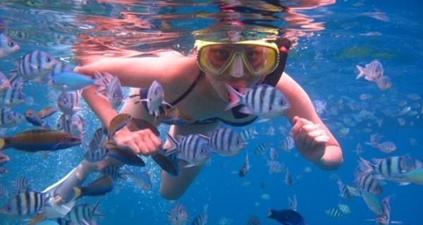 Snorkeling Pulau Menjangan