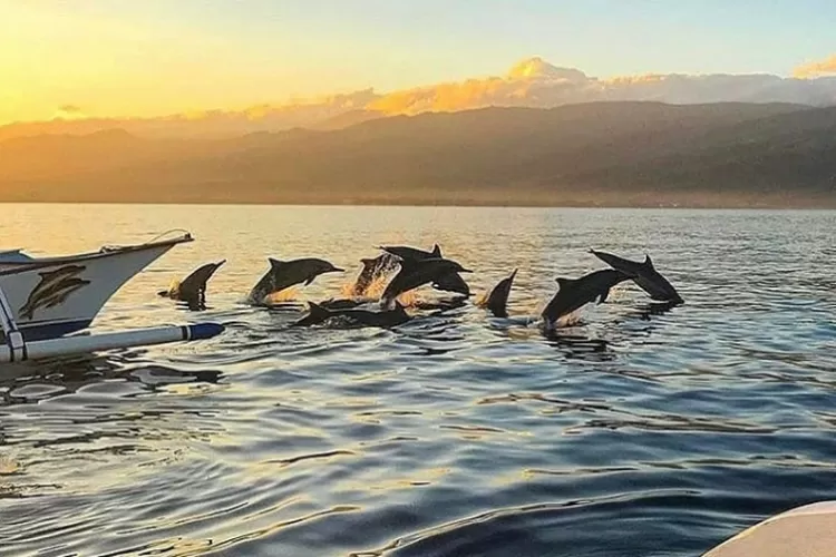 Dolphin Watching Ticket in Lovina Bali