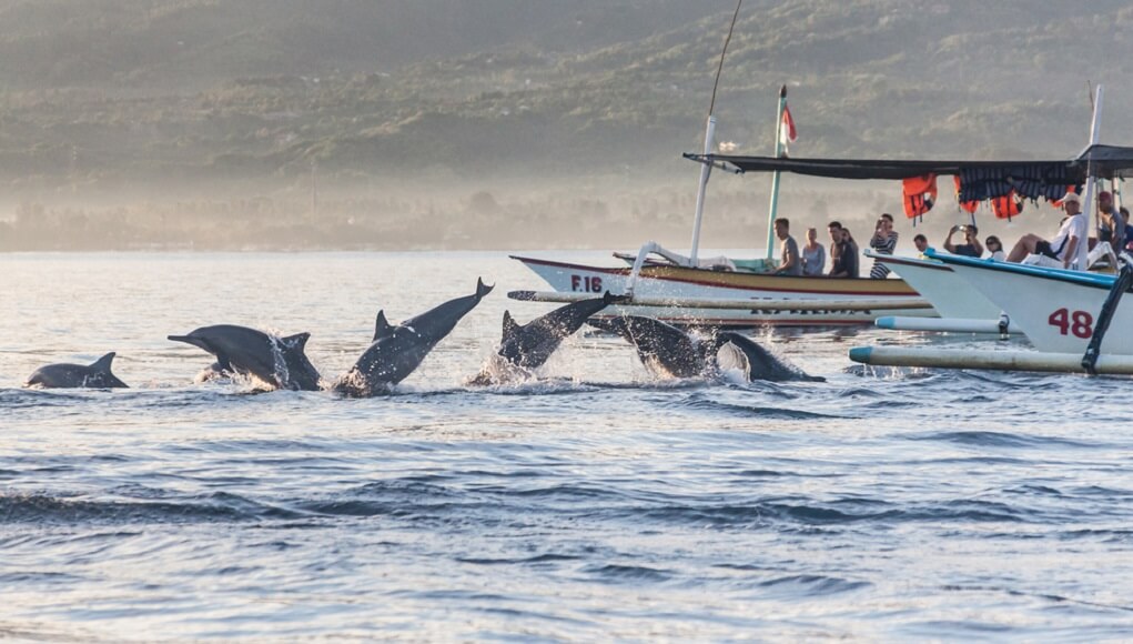 Transportation from Seminyak to Lovina