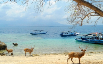 Pulau Menjangan