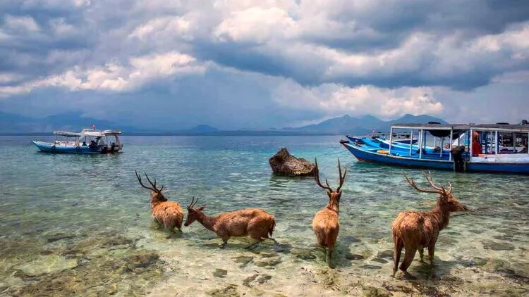 Why Menjangan Island is the Best Snorkeling Spot in Bali