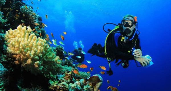 Menjangan Island Diving Tours