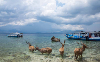 paket tour pulau menjangan
