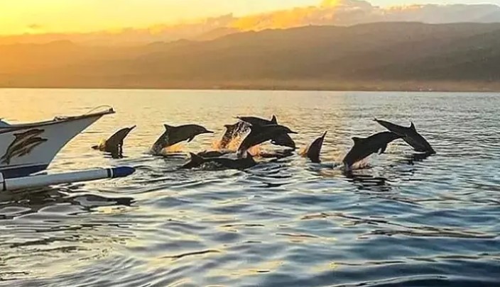 Ubud to Lovina Dolphin Tour