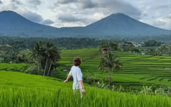 Excursión de un día desde Ubud a Jatiluwih
